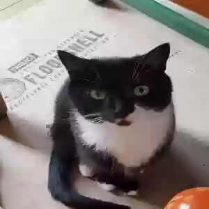lost male cat tux