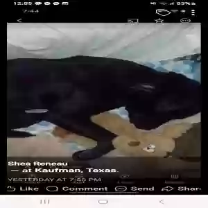 lost male dog prince