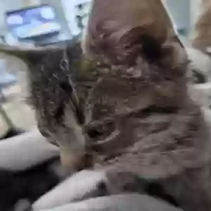 lost male cat unknown