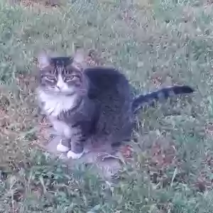 lost female cat mama beeps