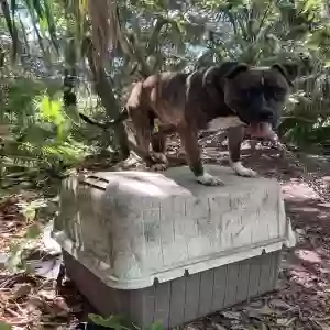 lost female dog josie