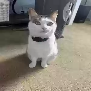 lost female cat violet
