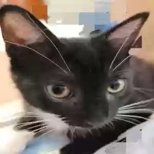 found male cat unknown