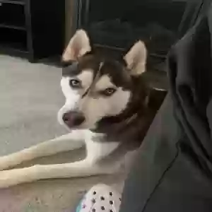 lost male dog kenai