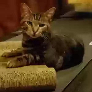 lost male cat buster