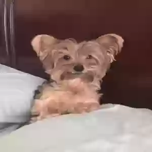 lost male dog bojangles