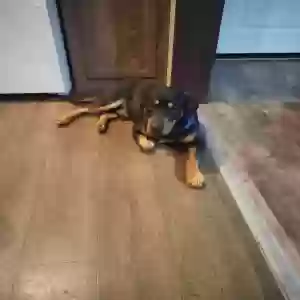 lost male dog unknown