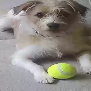 lost male dog butters