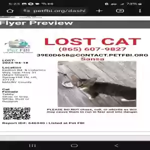 lost female cat sansa