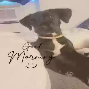 lost female dog precious lynn