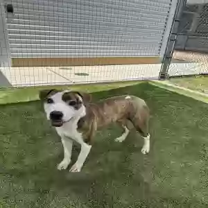 lost female dog emma