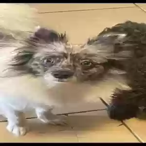lost female dog mixed breed