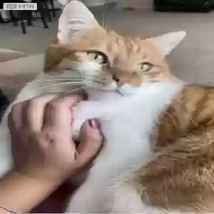 lost male cat gingi