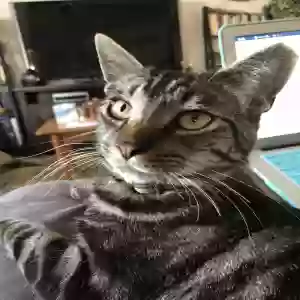 lost male cat bentley