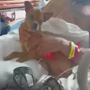 lost male dog suede