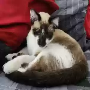 lost male cat tryggyr