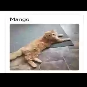 lost male cat mango