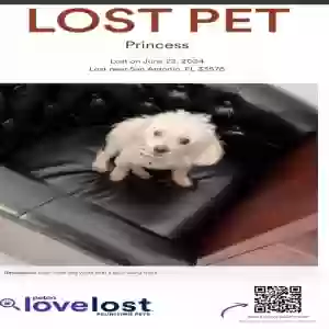 lost female dog princess