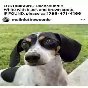 lost female dog melina garcia