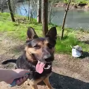 lost male dog riley