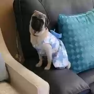 lost female dog fiona