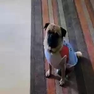 lost male dog rocky