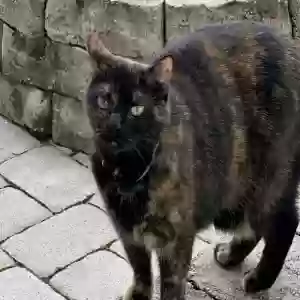 lost female cat athena