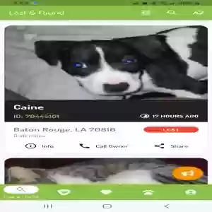 lost male dog caine