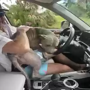 found female dog unknown