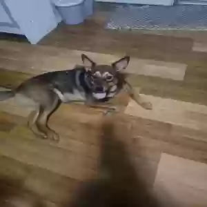 lost female dog tinkerbell