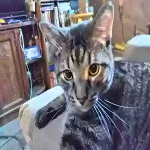 lost male cat man
