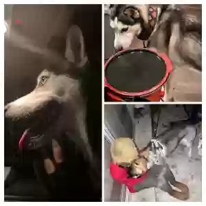 lost female dog minx