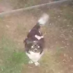lost female dog mallory