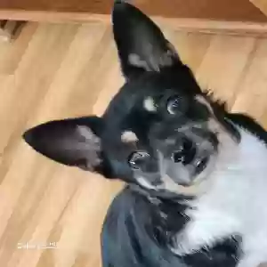 lost female dog peanut