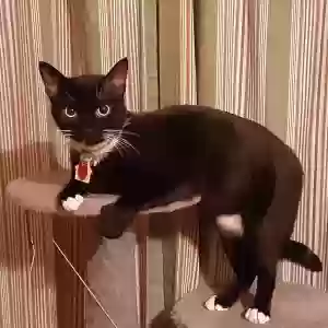 lost male cat jet
