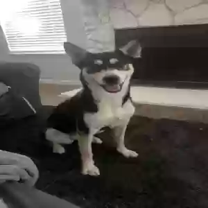 lost female dog milly