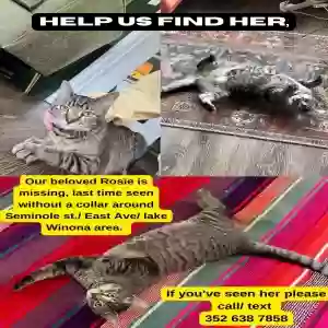 lost female cat rosie