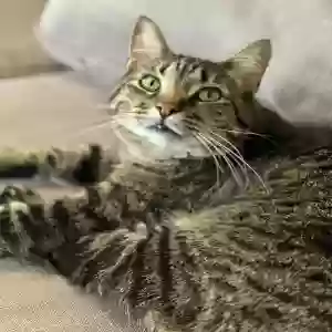 lost male cat snuggles