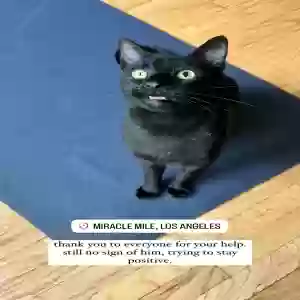 lost male cat squirt