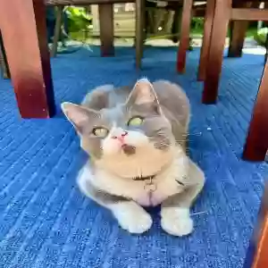 lost female cat loki