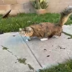 lost female cat princess