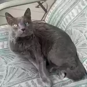 lost male cat kitty
