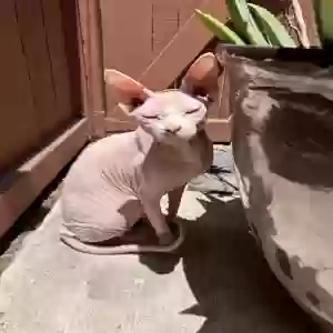 lost female cat umi