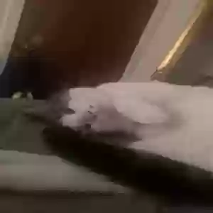 lost male cat pablo
