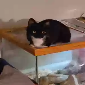 lost female cat lilly