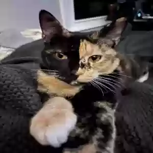 lost female cat reese
