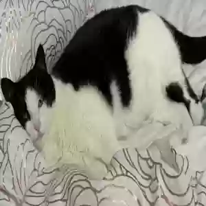 lost female cat eva
