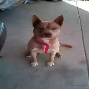 lost male dog mellow