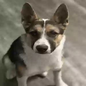 found male dog unknown