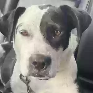 found female dog unknown